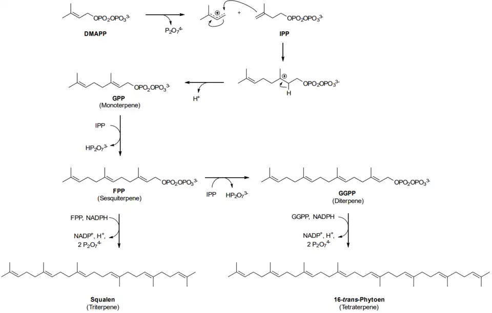 Terpenbiosynthese inklusive dem Mechanismus der Kopf-Schwanz-Verknüpfung