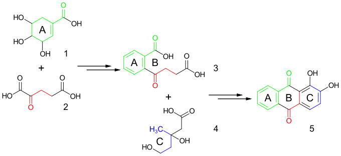 Biosynthese von Alizarin aus Shikimisäure, α-Ketoglutarsäure und Mevalonsäure