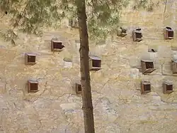 Vom Menschen geschaffene Nistplätze einer Waldrapp-Kolonie