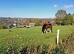 Pferdeweiden bei Birgden I