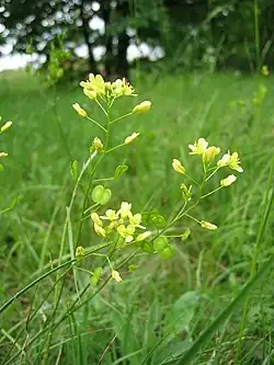 Glatt-Brillenschötchen (Biscutella laevigata)