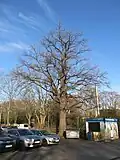 Bismarckeiche an der Tiergartenstraße
