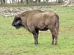 Wisent (Bos bonasus)