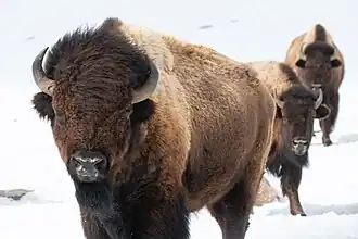 Amerikanischer Bison (Bos bison)