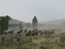 Bisonherde im National Elk Refuge
