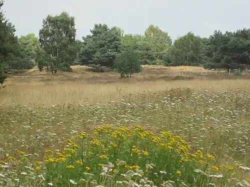 Naturschutzgebiet Sager Meere, Kleiner Sand und Heumoor