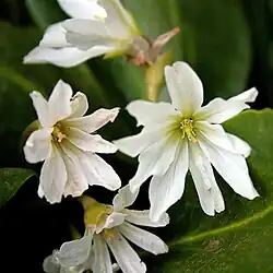 Bitterwurz (isländisch: Rósablaðka)