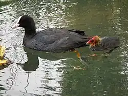 Blässhuhn (Fulica atra) mit Küken