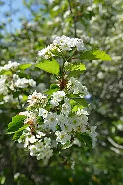 Weiße Blüten an einem nach oben wachsenden Ast, dazwischen gezahnte grüne Blätter