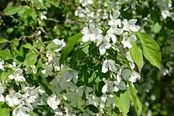Nahaufnahme von weißen Blüten an einem Ast mit grünen ovalen Blättern
