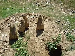 Schwarzschwanz-Präriehunde