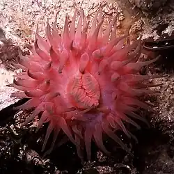 Pferdeaktinie in Rot 1) (Actinia equina)
