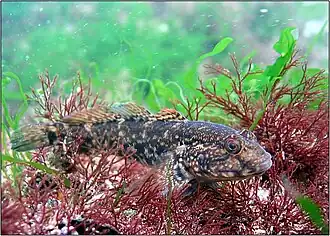 (Pinchuk-)Grundel 2) (Ponticola cephalargoides)