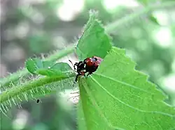 03: Auch von rechts wird das Blatt angeschnitten, bis es unter seinem Gewicht nach unten abknickt