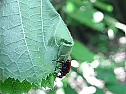 08: Das Ende des ersten Wickelumlaufs, das am Blattrand liegt, wird mit diesem „vernietet“