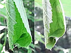 13: Sicht vom Blattrand her, rechts etwas später als links. Man erkennt die Bildung der Tasche