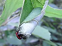 18: und nach einem weiteren Umlauf