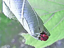 20: Das dem Blattrand entsprechende Ende des Wickels wir durch Falten und „Nieten“ stabilisiert
