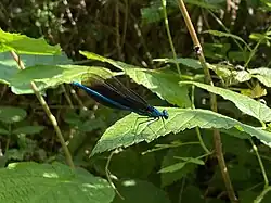 Blauflügel-Prachtlibelle im NSG