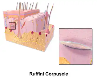 Ruffini-Körperchen, vor allem im Bereich Labia minora und der Klitorisvorhaut (-haube), Praeputium clitoridis;[68] Dehnungsrezeptor, d. h. reagieren auf Druck und horizontale Dehnung.