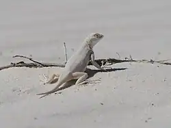 Gefleckter Taubleguan (Holbrookia maculata ruthveni)