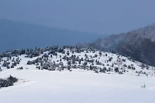 Die Wacholderbestände auf der Muschelkalkkuppe des Bühlchen