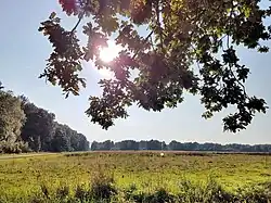 Blick auf die Wiesen in der Wentorfer Lohe