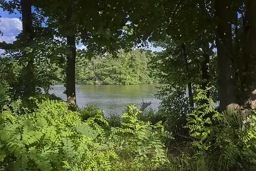 Mittlerer Senftenhofsee, mit Insel (in der Mitte)