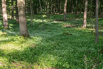 Waldmeister-Buchenwald