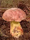 Butyriboletus brunneus