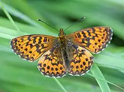 Braunfleckiger Perlmuttfalter (Boloria selene)