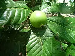 Borojo (Syn.: Borojoa patinoi)