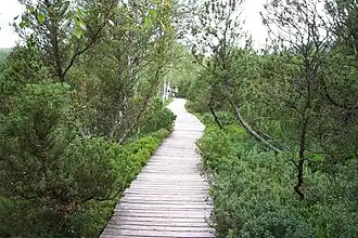 Lehrpfad durch das Moor