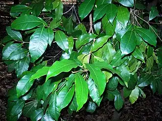 Yellow Satinheart (Bosistoa transversa)