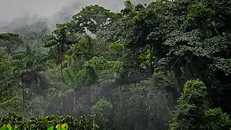 Nebelwald im Nationalpark Carrasco