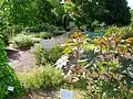 Arzneipflanzengarten im Botanischen Garten