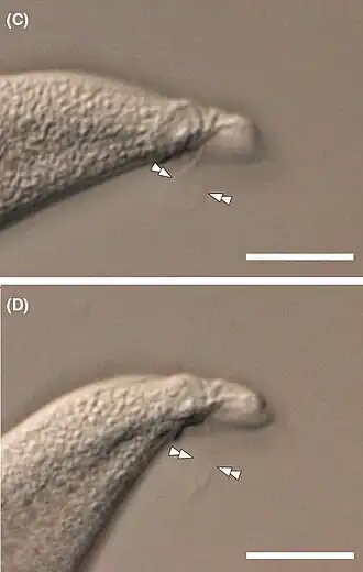 DIC-Aufnahmen lebender Trophozoiten. Vorderende einer Zelle mit zwei kurzen Geißeln (Doppelpfeile). Balken: 10 µm.