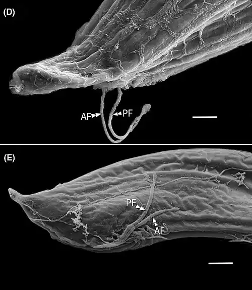 REM-Aufnahmen des „Vorderen Apparats“ (englisch anterior apparatus)[A. 1] mit vorderer und hinterer Geißel (Af respektive PF). Balken: 2 µm.