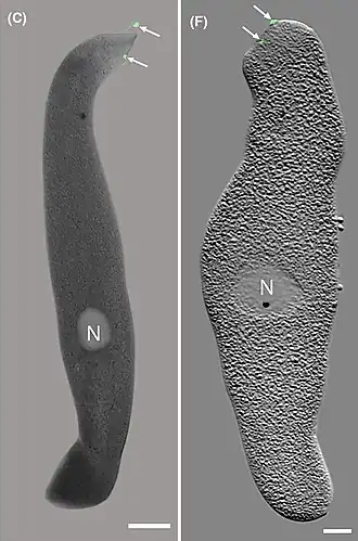 Die Kombination verschiedener Bild­ge­bungs­ver­fahren zeigt zwei Körperchen (engl. distinct bodies) in den Trophozoiten (links dorsal, rechts ventral). N: Zell­kern, Balken: 20 µm.