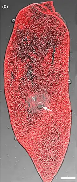 Aufnahme eines Trophozoiten, rot zeigt α-Tubulin an. N: Zell­kern, Balken: 20 µm.