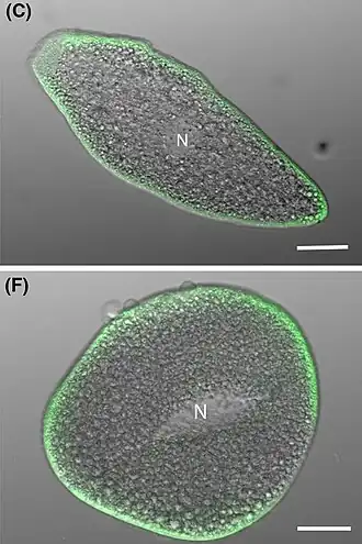 Konfokale LSM-Aufnahme von zweier verschieden gestreckter Trophozoiten, die vielen Mitochondrien grün gefärbt (unter der Zellmembran sitzend). Balken: 20 µm