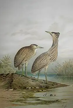 Rohrdommel – Botaurus stellaris, Chromolithografie nach einer Zeichnung von Anton Goering, Sammlung Museum Burg Posterstein