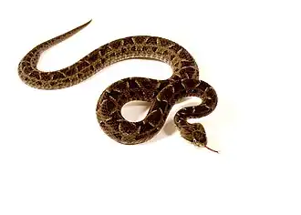 Chaco-Lanzenotter (Bothrops diporus)