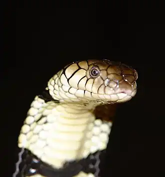 Gebänderte Wasserkobra (Naja annulata)