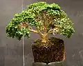 Buxus microphylla als Bonsai