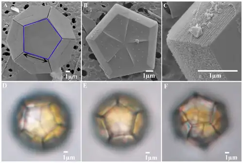 (A) REM-Aufnahme der Coccolith-Form von B. bigelowii, umgeben von 12 Pentalithen. Die fünfeckigen Pentalithen (Kalkschuppen der Braarudosphaeraceae) bestehen aus jeweils fünf trapezförmigen Teilen. Der schwarze Doppelpfeil zeigt die Länge der Pentaliths-Kante an. (B) REM-Aufnahme des Pentaliths von B. bigelowii. (C) Die Nahaufnahme der Seite vom vor­herigen Bild (B) zeigt die laminare Struktur der Schuppen. (D) - (F) LM-Aufnahmen von drei verschiedenen Exemplaren.[5]