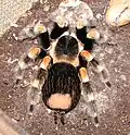 Eine Brachypelma smithi mit einer deutlich kahlen Stelle nach dem Abstreifen von Brennhaaren