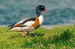 Brandgans (Tadorna tadorna)