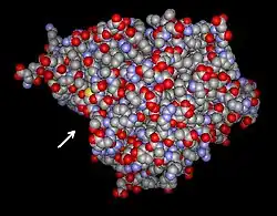 Glutamatcysteinligase (Brassica juncea)