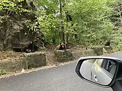 Braunbären an der Transfogarascher Hochstraße